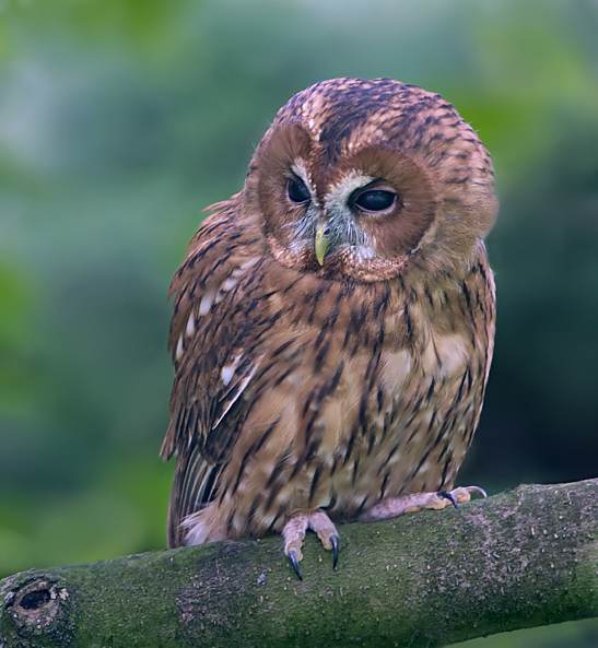 7 de 1e jrs. bosuil.jpg